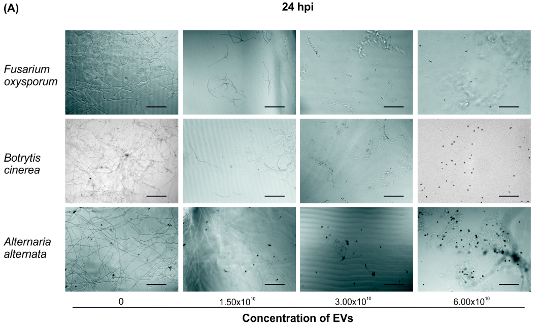 Microscopic germination response to elevated tomato root extracellular vesicle concentrations in fungal spores.